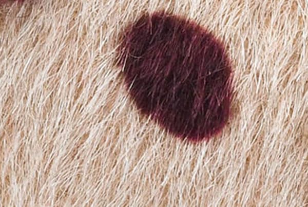 Corkys Footwear Don’t Mind Me Women’s Wedge Sandal – Featuring a 2.5 Inch Heel, Three Adjustable Buckle Straps, A Cushioned EVA Insole, and a Cork-Wrapped Outsole